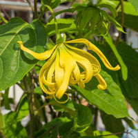 Cananga Odorata Flower seeds for Planting - Bright Blooms, Heirloom & GMO Free Seeds for Home Garden
 
 Sale seeds for home garden