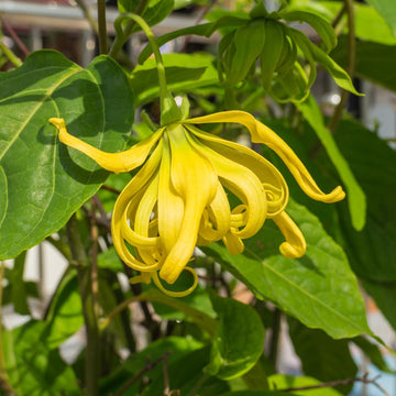 Cananga Odorata Flower seeds for Planting - Bright Blooms, Heirloom & GMO Free Seeds for Home Garden
 
 Sale seeds for home garden