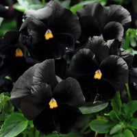 Black Azalea Flower seeds for Planting Fragrant Blossoms Heirloom & GMO Free Seeds for Home Garden