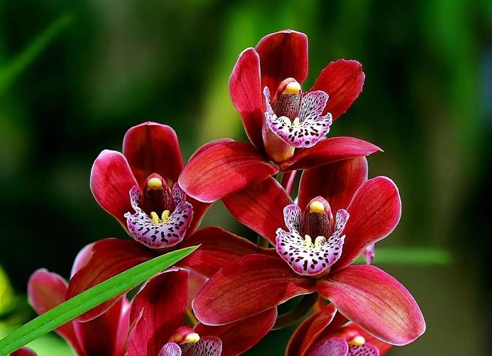 Red Bell Orchid Flower seeds for Planting - Cut Flower Favorite, Heirloom & GMO Free Seeds for Home Garden