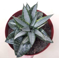 Silver Sansevieria for Garden Long Bloom Season Heirloom & GMO Free Seeds for Home Garden
 
 Sale