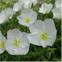 White Evening Primrose Flower seeds for Planting - Compact Growth, Heirloom & GMO Free Seeds for Home Garden
