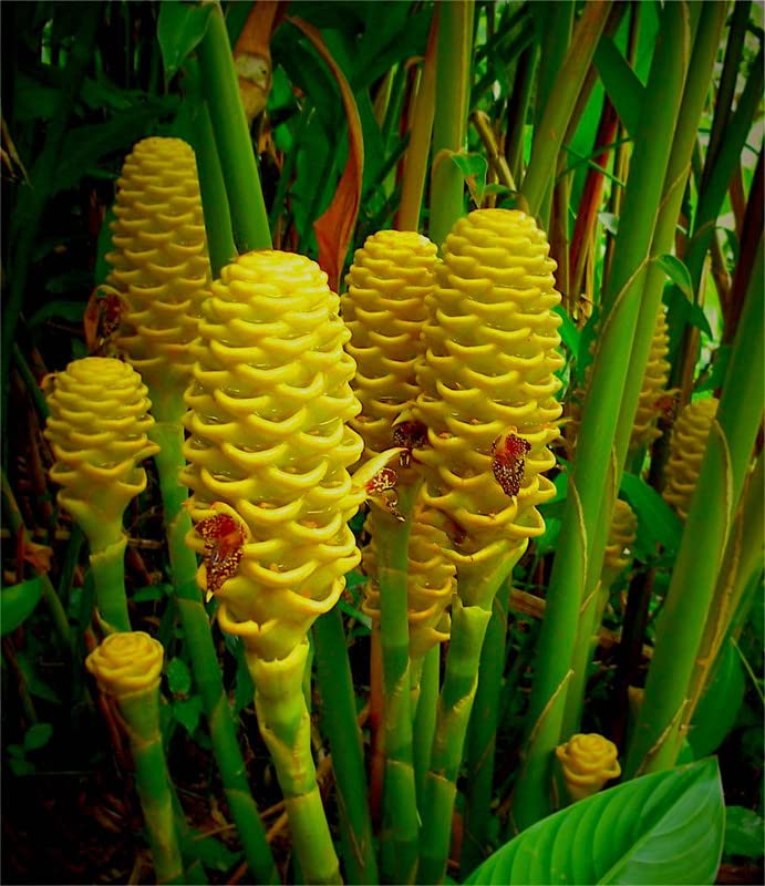 Beehive Ginger Flower seeds for Planting Cut Flower Favorite Heirloom & GMO Free Seeds for Home Garden 
 
 Sale