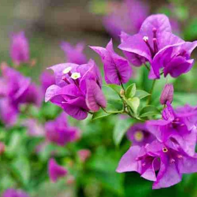 Violet Bougainvillea Seeds Flower seeds for Planting Seasonal Bloomer Heirloom & GMO Free Seeds for Home Garden