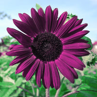 Violet Sunflower Flower seeds for Planting - Pollinator Friendly, Heirloom & GMO Free Seeds for Home Garden