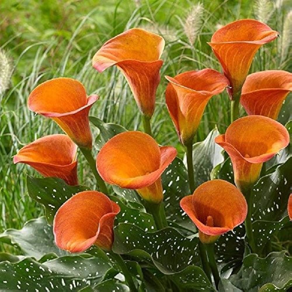 Orange Calla Flower seeds for Planting - Perfect for Borders, Heirloom & GMO Free Seeds for Home Garden