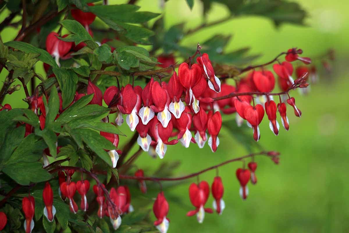 Bleeding Heart Flower Seeds for Planting