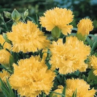 Yellow Dianthus Flower seeds for Planting - Wildflower Mix, Heirloom & GMO Free Seeds for Home Garden