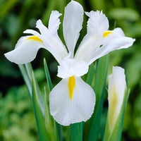 White Germanica Flower Seeds for Planting - Elegant Blooms for Your Garden