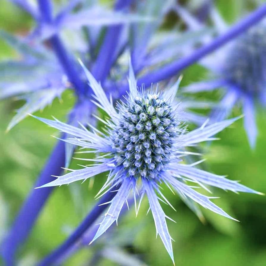 Sea Blue Holly Flower seeds for Planting - Seasonal Bloomer, Heirloom & GMO Free Seeds for Home Garden