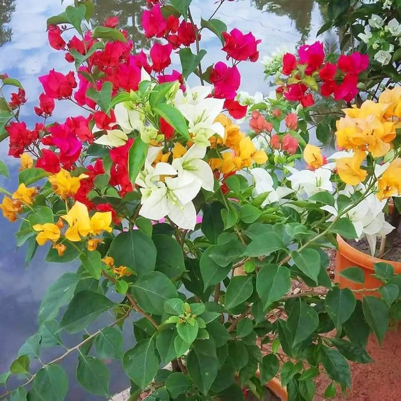 Mixed Bougainvillea Flower seeds for Planting - Low Maintenance, Heirloom & GMO Free Seeds for Home Garden