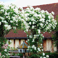 White Climbing Rose Seeds Flower seeds for Planting Easy to Grow Heirloom & GMO Free Seeds for Home Garden