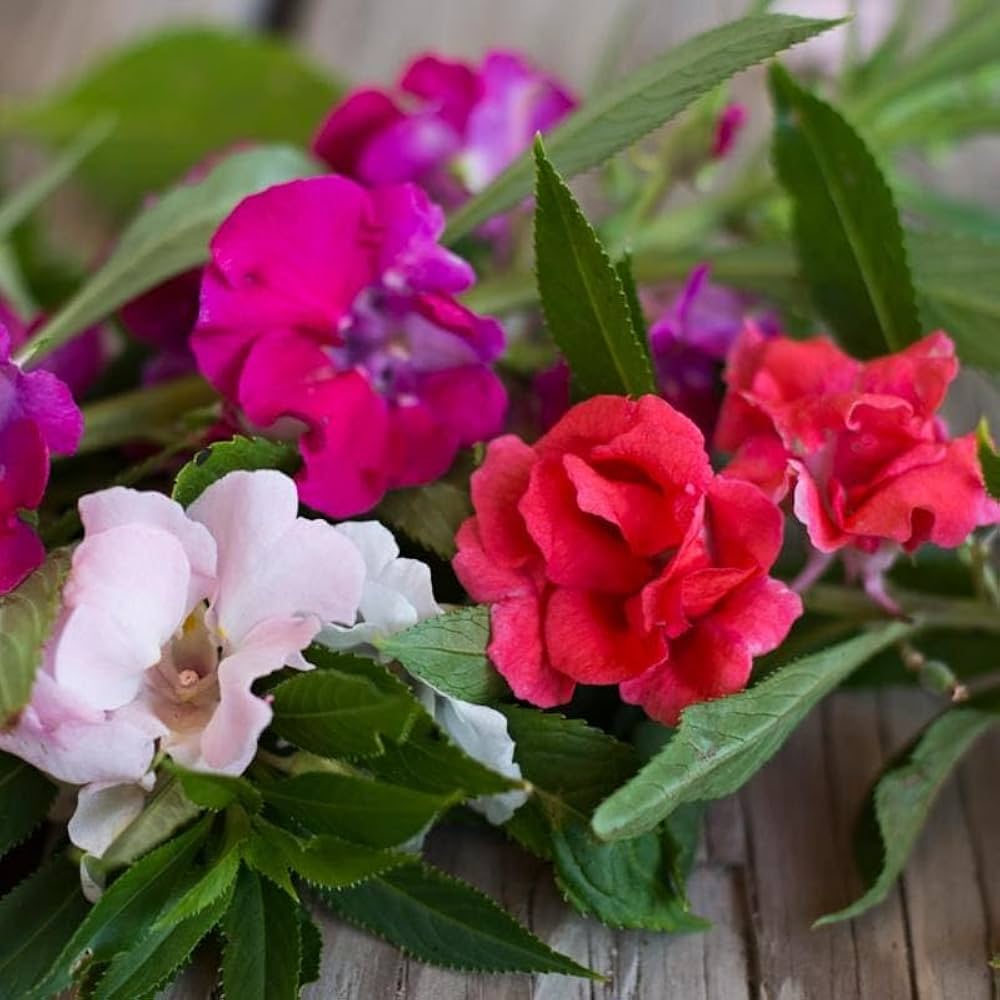 Camellia Impatiens Flower seeds for Planting Garden Favorite Heirloom & GMO Free Seeds for Home Garden