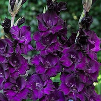 Deep Purple Gladiolus Seeds Flower seeds for Planting Pollinator Friendly Heirloom & GMO Free Seeds for Home Garden 
 
 Sale for planting in home garden