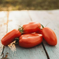 San Marzano Tomato Seeds for Authentic Italian Tomatoes