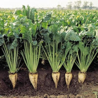 Cream Sugar Beet Seeds for Home Garden Planting