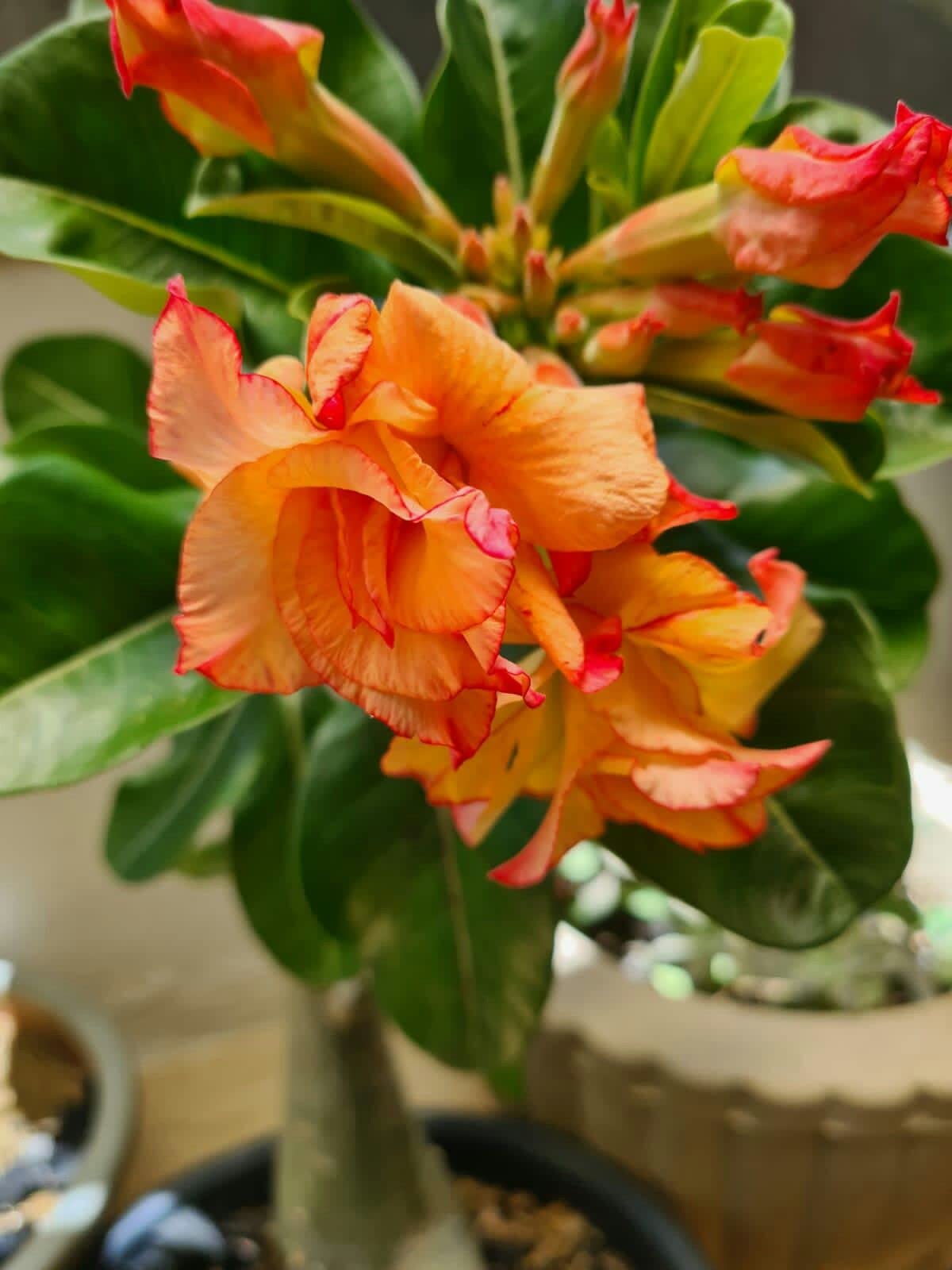 Orange Blossom Seeds for Planting Adenium Obesum flower pot indoor garden