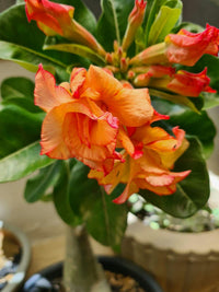 Adenium Obesum Orange Flower seeds for Planting - Pollinator Friendly, Heirloom & GMO Free Seeds for Home Garden