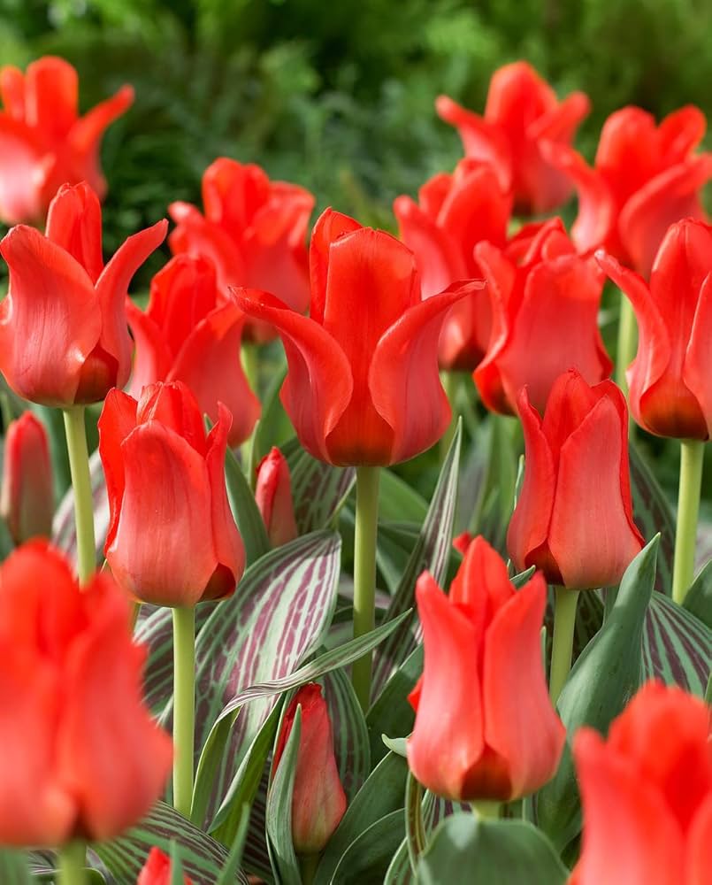 Tulips Red Seeds for Planting home garden flower bed