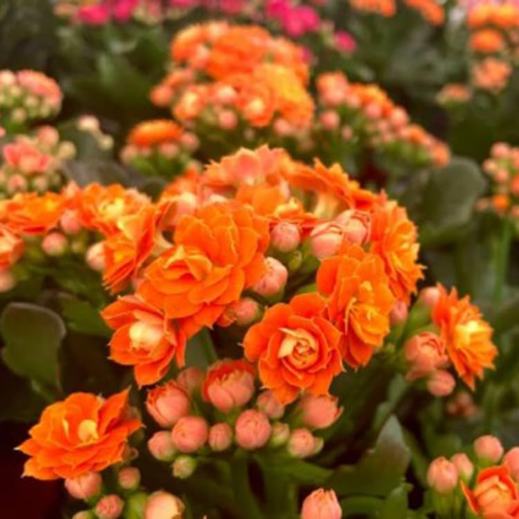 Kalanchoe Red Orange Flower seeds for Planting - Pollinator Friendly, Heirloom & GMO Free Seeds for Home Garden