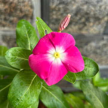 Rose Halo Vinca Flower Seeds Annual