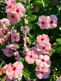 Light Pink Vinca Periwinkle Flower seeds for Planting - Sun Loving, Heirloom & GMO Free Seeds for Home Garden