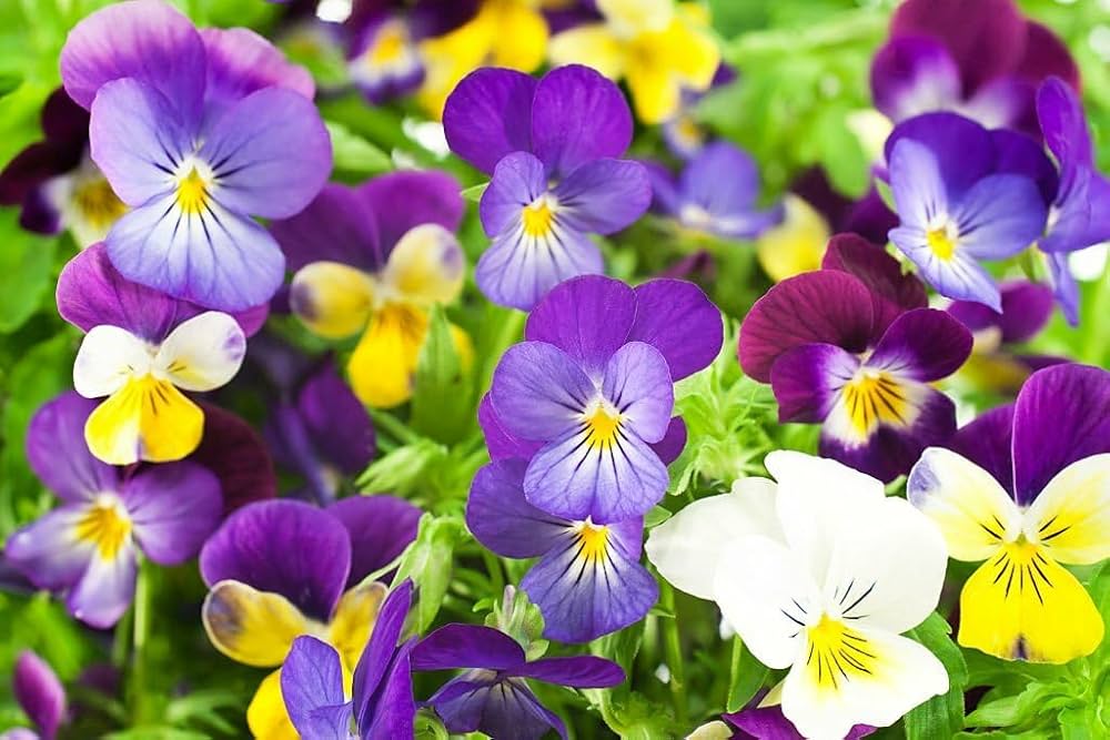 Pansy Viola Tricolor Flower Seeds for Colorful Garden Planting