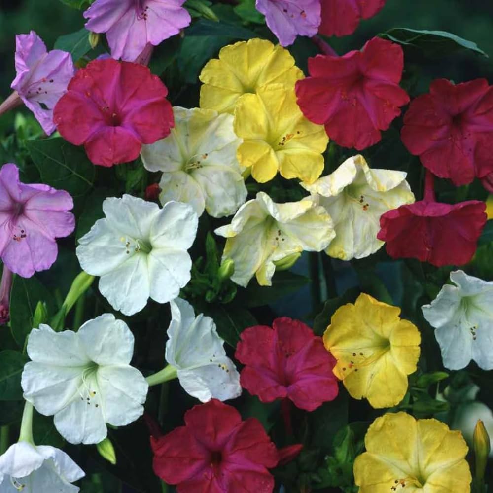 Mixed Jalapa Flower seeds for Planting Drought Tolerant Heirloom & GMO Free Seeds for Home Garden
