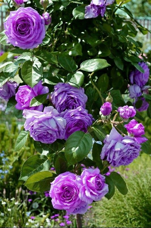 Violet Rose Flower seeds for Planting Garden Favorite Heirloom & GMO Free Seeds for Home Garden