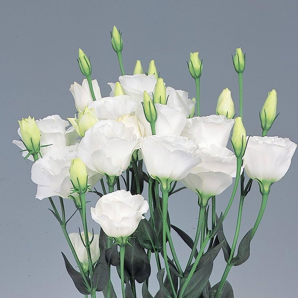 White Lisianthus Logro Flower seeds for Planting - Vibrant Colors, Heirloom & GMO Free Seeds for Home Garden