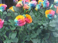 White Rainbow Potted Rose Seeds for Planting Drought Tolerant Heirloom & GMO Free Seeds for Home Garden
 
 Sale