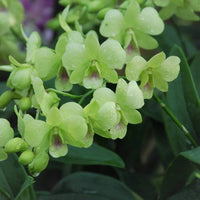 Green Dendrobium Flower seeds for Planting - Drought Tolerant, Heirloom & GMO Free Seeds for Home Garden