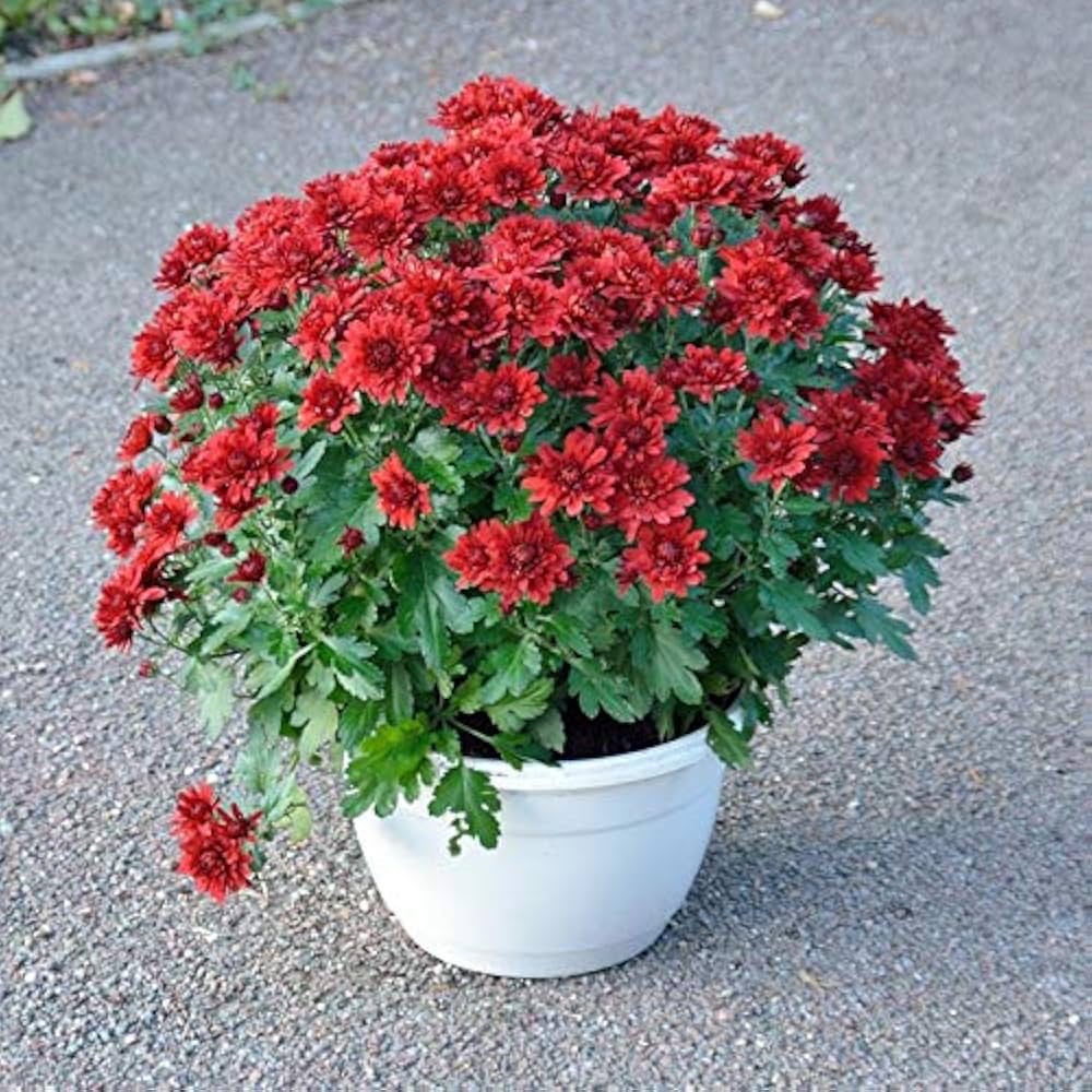 Maroon Red Chrysanthemum Flower seeds for Planting - Wildflower Mix, Heirloom & GMO Free Seeds for Home Garden