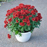 Maroon Red Chrysanthemum Flower seeds for Planting - Wildflower Mix, Heirloom & GMO Free Seeds for Home Garden