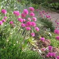 Pink Thrift Joystick Flower seeds for Planting - Perfect for Borders, Heirloom & GMO Free Seeds for Home Garden