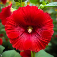 Red Hollyhock Alcea Flower seeds for Planting - Drought Tolerant, Heirloom & GMO Free Seeds for Home Garden