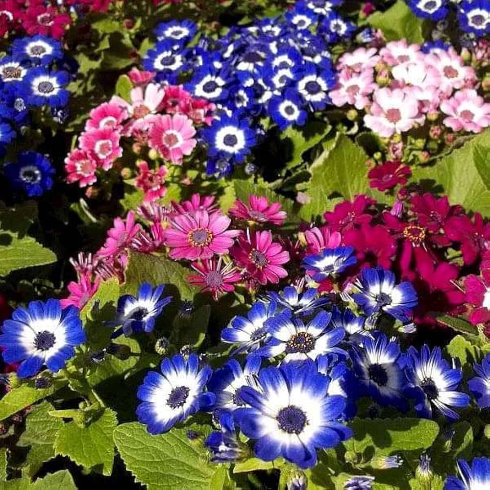 Purple Mixed Cineraria Flower Seeds for Planting Long Bloom Season Heirloom & GMO Free Seeds for Home Garden
 
 Sale
