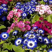 Purple Mixed Cineraria Flower Seeds for Planting Long Bloom Season Heirloom & GMO Free Seeds for Home Garden
 
 Sale