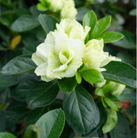 Green Rhododendron Azalea Flower Seeds for Planting Hardy Variety Heirloom & GMO Free Seeds for Home Garden
 
 Sale