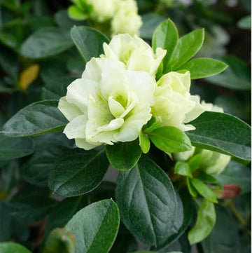 Green Rhododendron Azalea Flower Seeds for Planting Hardy Variety Heirloom & GMO Free Seeds for Home Garden
 
 Sale