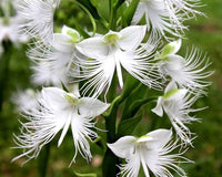 Egret Orchids Flower seeds for Planting Seasonal Bloomer Heirloom & GMO Free Seeds for Home Garden