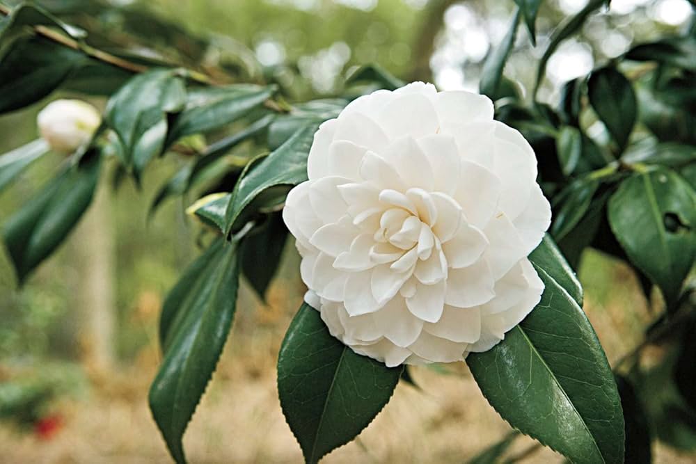 White Camellia Flores Flower Seeds for Planting Cut Flower Favorite Heirloom & GMO Free Seeds for Home Garden
 
 Sale