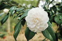 White Camellia Flores Flower Seeds for Planting Cut Flower Favorite Heirloom & GMO Free Seeds for Home Garden
 
 Sale