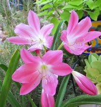 Crinum Flower seeds for Planting Fragrant Blossoms Heirloom & GMO Free Seeds for Home Garden