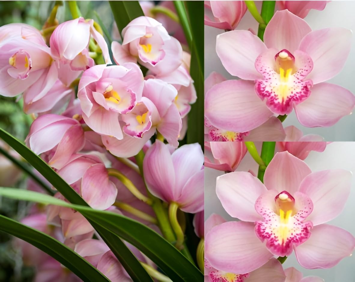Baby Pink Orchid Flower seeds for Planting - Bright Blooms, Heirloom & GMO Free Seeds for Home Garden