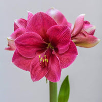 Pink Echte Amaryllis Flower seeds for Planting - Perfect for Borders, Heirloom & GMO Free Seeds for Home Garden