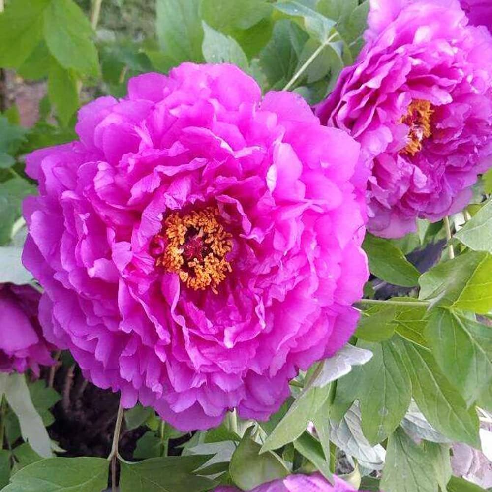 Purple Paeonia Suffruticosa Flower seeds for Planting - Hardy Variety, Heirloom & GMO Free Seeds for Home Garden