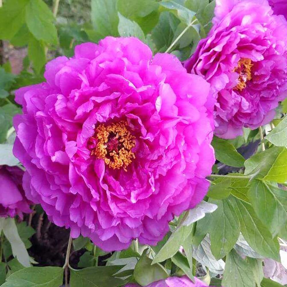 Purple Paeonia Suffruticosa Flower seeds for Planting - Hardy Variety, Heirloom & GMO Free Seeds for Home Garden
