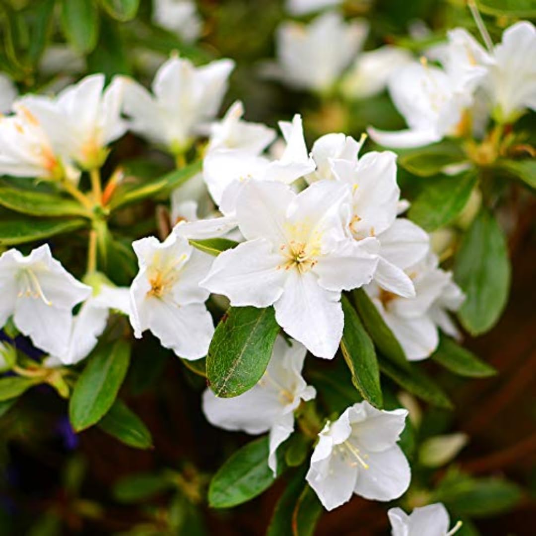 Green Rhododendron Azalea Flower Seeds for Planting Hardy Variety Heirloom & GMO Free Seeds for Home Garden
 
 Sale