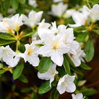 Green Rhododendron Azalea Flower Seeds for Planting Hardy Variety Heirloom & GMO Free Seeds for Home Garden
 
 Sale